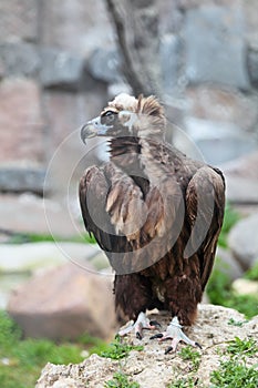 Black Vulture