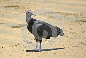 Black vulture