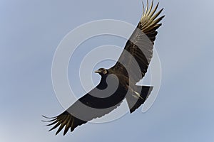 Black vulture