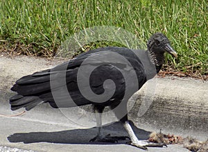 Black Vulture