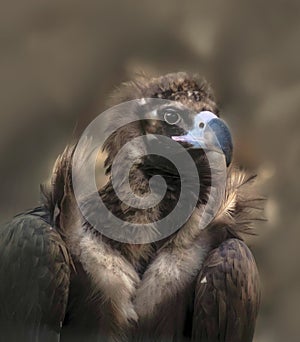Black vulture or Aegypius monachus, beautiful bird of prey of the hawk family
