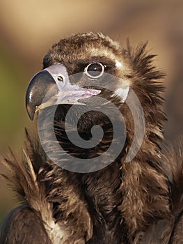 Black vulture (Aegypius monachus)