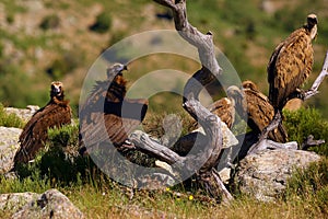 Black vulture  Aegypius monachus  with griffon vultures on the feeder. A typical way to open a carcass with a large scavenger