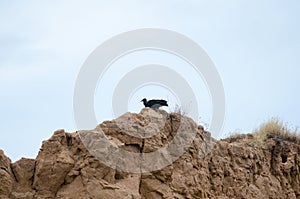 Black vulture bird sitting on the soil formation