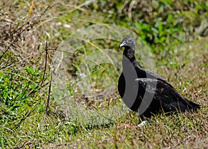 Black Vulture with Carrion