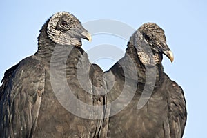 Black Vulture (Coragyps atratus) photo
