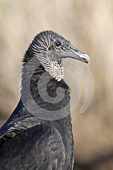 Black Vulture (Coragyps atratus) photo