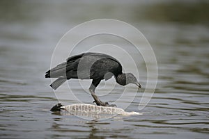 Black vulture, Coragyps atratus