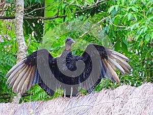 Black Vulture Coragyps atratus also called Urubu Vulture