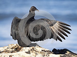 black vulture, Coragyps atratus, basks in the morning with its wings outstretched. Costa Rica