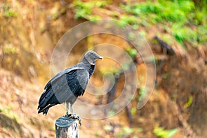 Black vulture, Coragyps atratus, photo