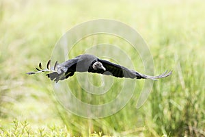 Black Vulture Coragyps atratus photo
