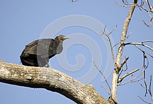 Black Vulture Roost, Georgia, USA