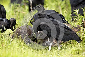 Black Vulture Coragyps atratus eating