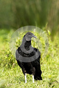 Black Vulture Coragyps atratus eating