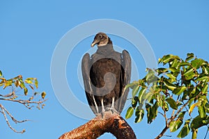 Black Vulture - Coragyps atratus - in Everglades National Park, Florida.