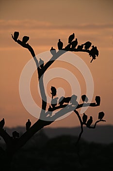 Black vulture, Coragyps atratus