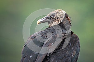 The black vulture (Coragyps atratus), Panama wildlife, scavenger