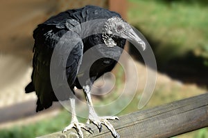 Black vulture, coragyps atratus photo