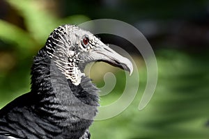Black vulture, coragyps atratus photo
