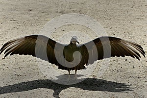 Black vulture, coragyps atratus photo