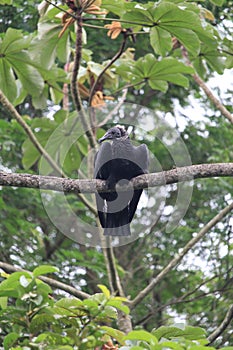 A young black vulture (Coragyps atratus) resting on a tree branch, TeresÃ³polis, Rio de Janeiro, South America, Brazil photo