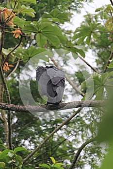 A black vulture (Coragyps atratus) resting on a tree branch, TeresÃ³polis, Rio de Janeiro, South America, Brazil photo