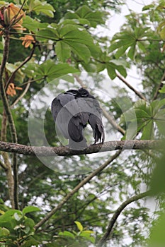 A black vulture (Coragyps atratus) resting on a tree branch, TeresÃ³polis, Rio de Janeiro, South America, Brazil photo