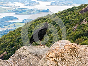 Black Vulture Coragyps atratus on rock photo