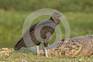 Black vulture, Coragyps atratus photo