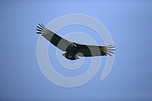Black vulture, Coragyps atratus photo