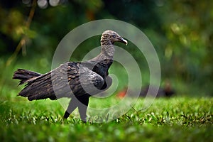 Black Vulture, Coragyps atratus, sitting in the green vegetation. Vulture in nature habitat. Big black scavenge. Wildlife scene