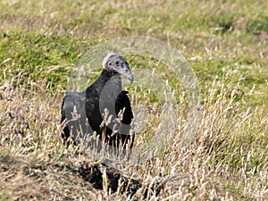 Black vulture, Coragyps atratus, Sounders Island, Falkland Islands-Malvinas