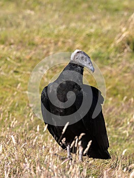 Black vulture, Coragyps atratus, Sounders Island, Falkland Islands-Malvinas