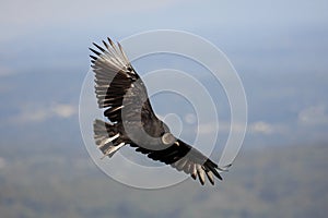 Black Vulture (Coragyps atratusz)