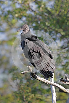 Black Vulture (Coragyps atratusz) photo