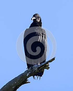 Black Vulture on a dead tree. photo