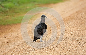Black vulture on a dirt road, Pantanal Wetlands, Mato Grosso, Brazil
