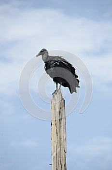 Black vulture. photo