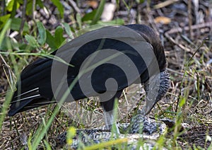 Black vulture eating a dead python along the roadside in the Everglades National Park in Florida. photo