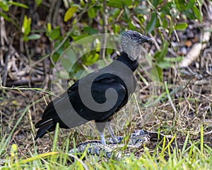 Black vulture eating a dead python along the roadside in the Everglades National Park in Florida. photo