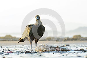 Black vulture enjoying a dead shark at sunset