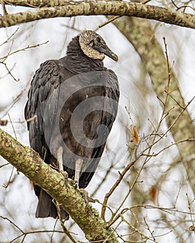 Black Vulture Feeding