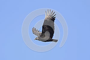 Black Vulture In Flight