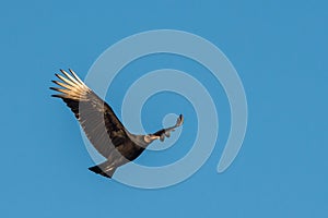 Black Vulture in flight