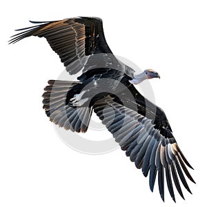 A Black Vulture in Flight Against a Black Background