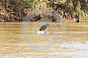 black vulture floating over a dead cayman on  river from Pantanal