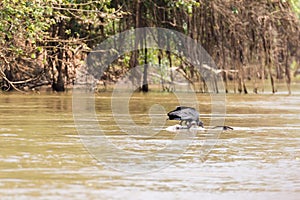 Black vulture floating over a dead cayman on  river from Pantanal