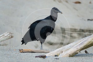 Black Vulture at Grande Riviere beach in Trinidad and Tobago