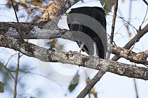 Black Vulture Hunched on Tree Branch